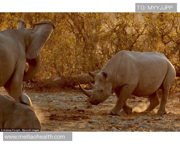 仁川冬土大象迎战釜山球队展现激情对决与精彩瞬间 仁川冬土大象迎战釜山球队展现激情对决与精彩瞬间
